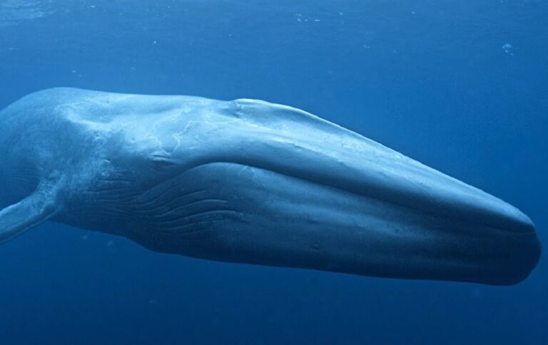 bluewhale