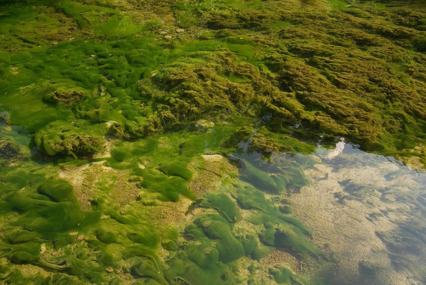 Groups of algae sitting at the bottom of the water.
