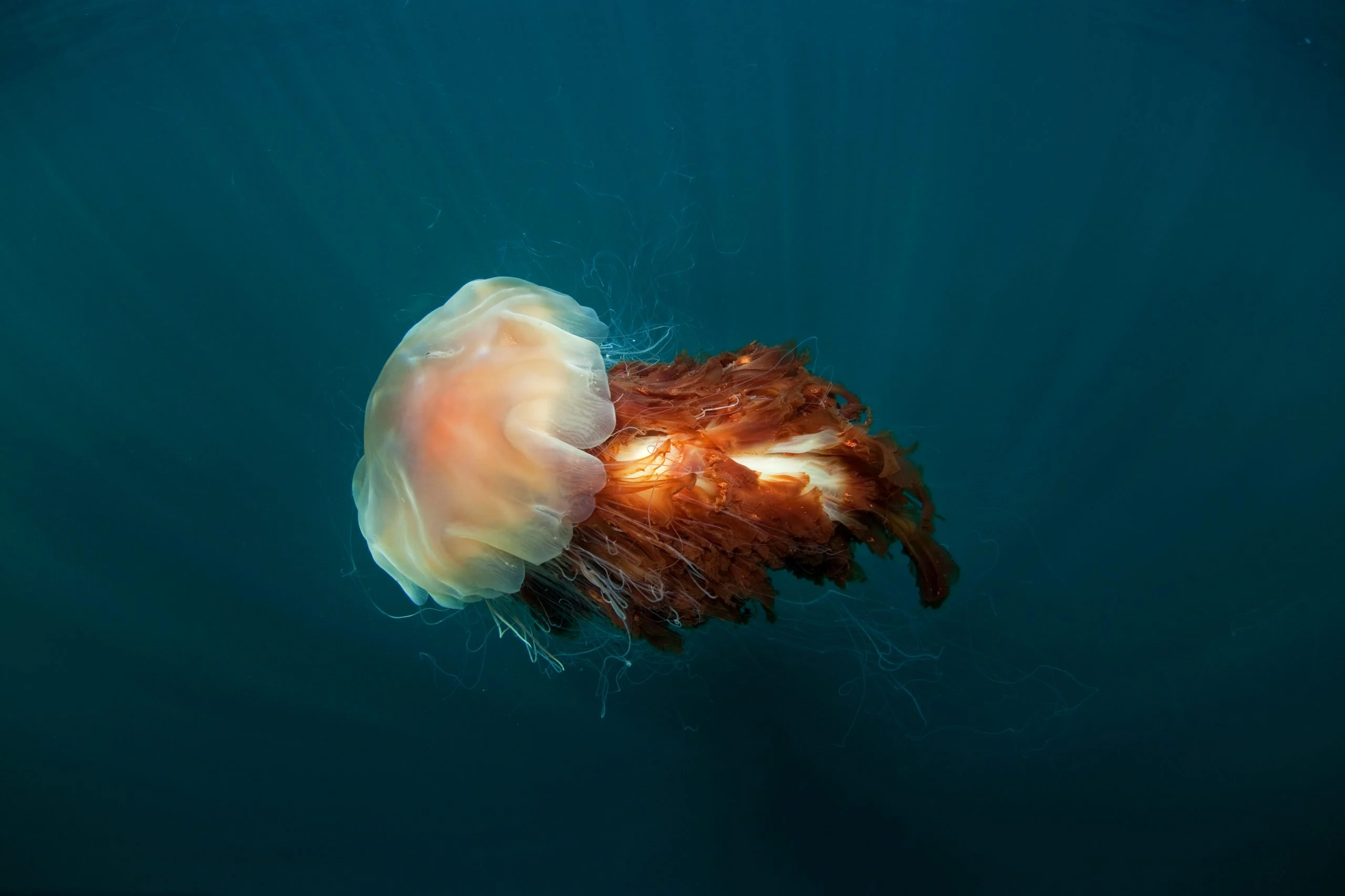 January 2026 - Fity - Lion's Mane floating on top of the abyss.