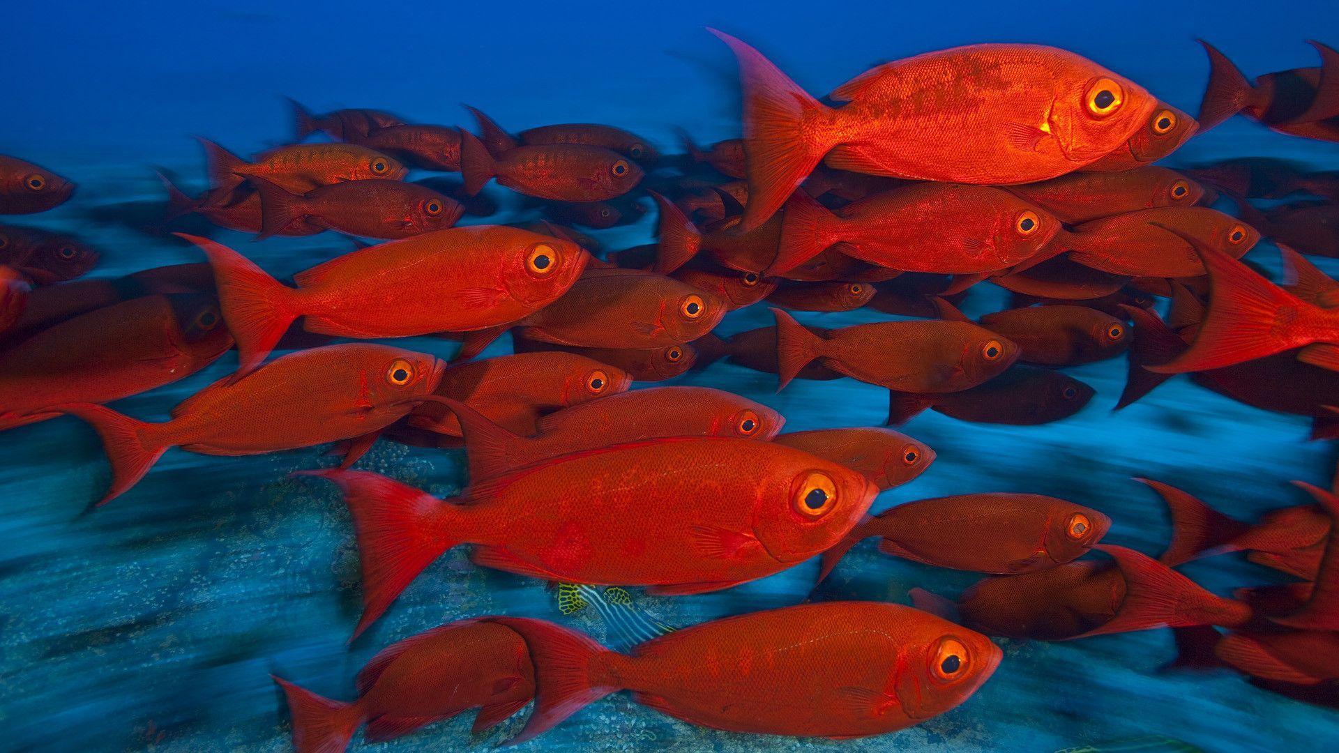 A school of red fish swimming by.